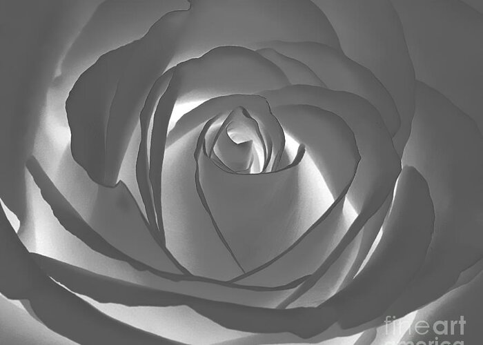 Rose Greeting Card featuring the photograph Rose by Geraldine DeBoer