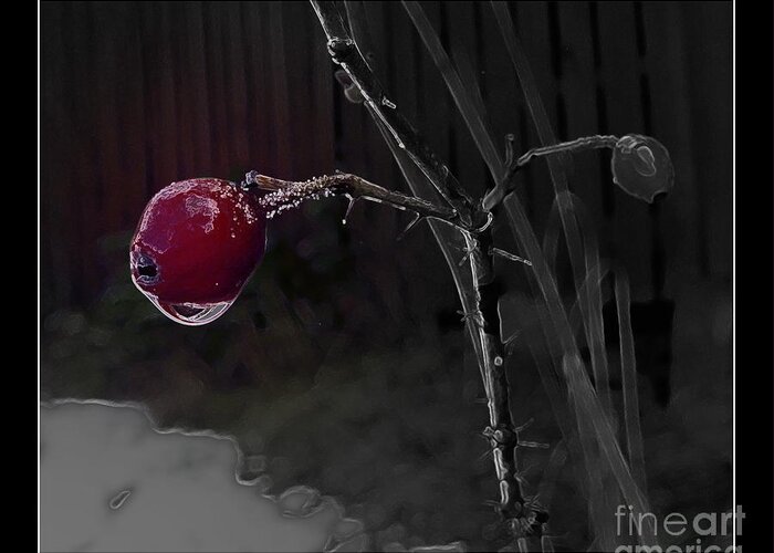Nature Greeting Card featuring the photograph Rose Hip and Raindrop by Leone Lund