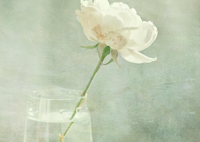 Freshness Greeting Card featuring the photograph Rose In A Vase by Jill Ferry