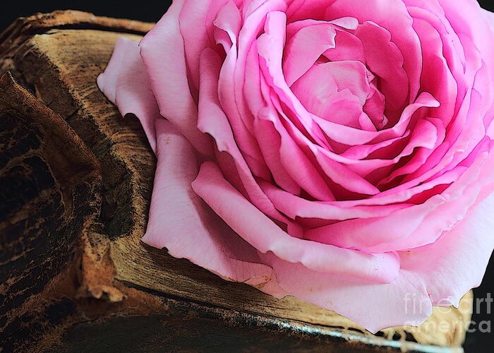 Background Greeting Card featuring the photograph Rose in an old book by Amanda Mohler