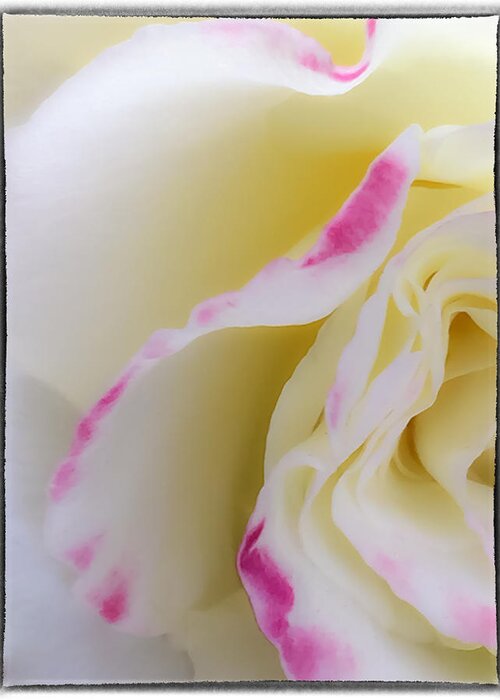 Abstract Greeting Card featuring the photograph Rose by Jonathan Nguyen