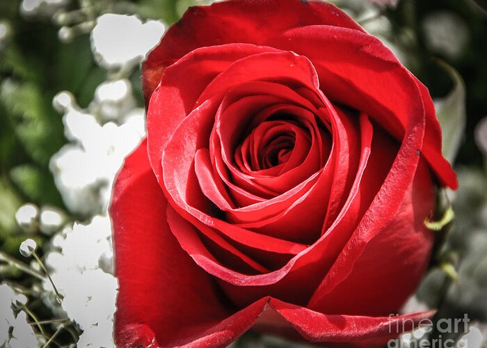 Red Rose Greeting Card featuring the photograph Rose Macro 2 by Grace Grogan