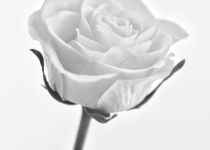 Mono Greeting Card featuring the photograph Rose by Nigel R Bell