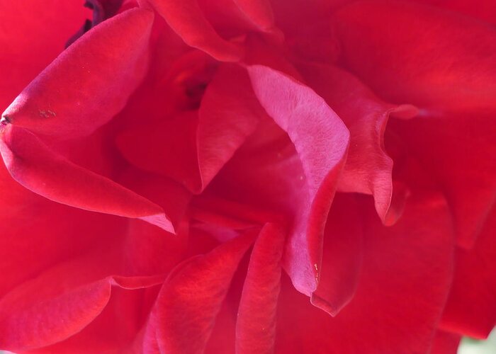 Red Greeting Card featuring the photograph Rose by Nora Boghossian
