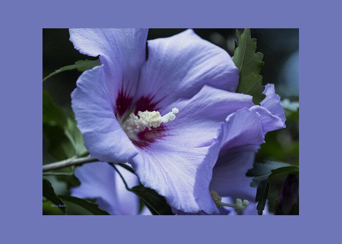 Rose Of Sharon Greeting Card featuring the photograph Rose of Sharon by Rebecca Samler