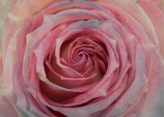 Petal Greeting Card featuring the photograph Rose by Patrick Hofer