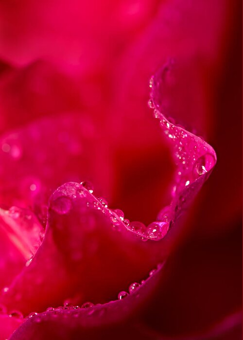 Plant Greeting Card featuring the photograph Rose Petal Rain by Mary Jo Allen