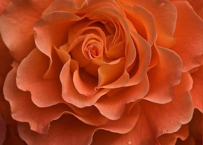 Orange Rose Greeting Card featuring the photograph Rose Study by Richard Cummings