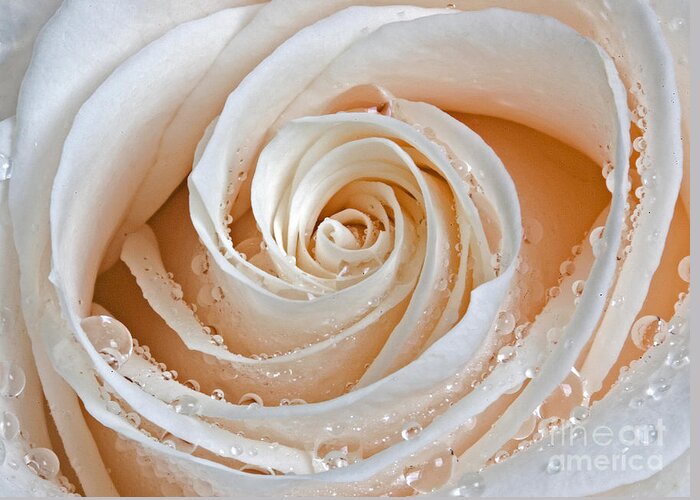 Rose Greeting Card featuring the photograph Rose Swirls and Dew by Susan Candelario