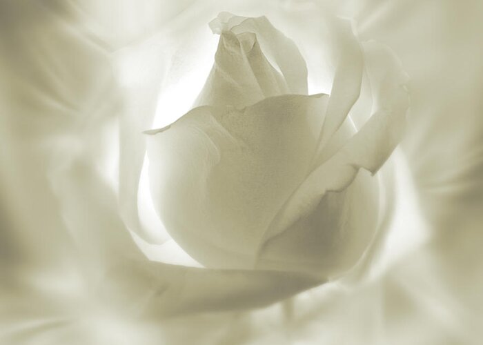 Rose Greeting Card featuring the digital art Rose with glow by Johnny Hildingsson