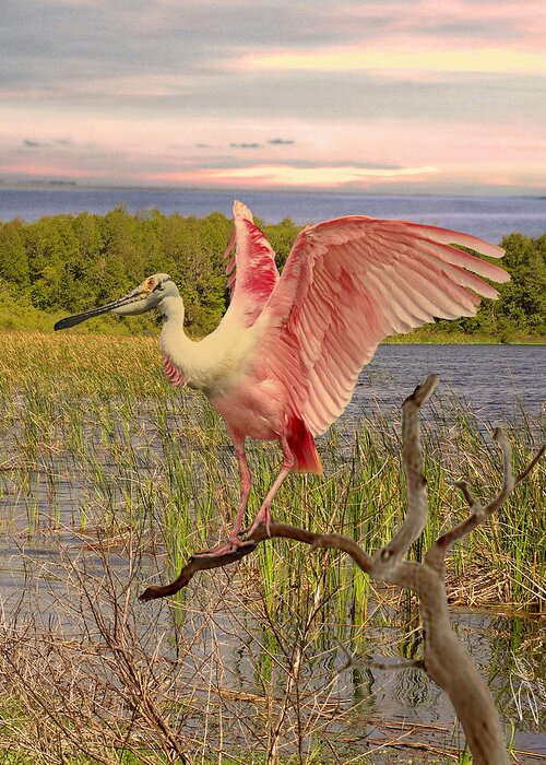 Spoonbill Greeting Card featuring the digital art Roseate Spoonbill at Lake St. George by M Spadecaller