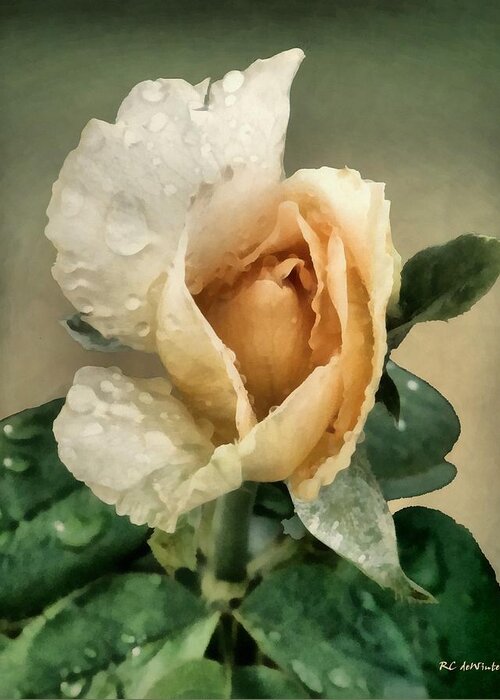 Rose Greeting Card featuring the painting Rosebud After The Rain by RC DeWinter