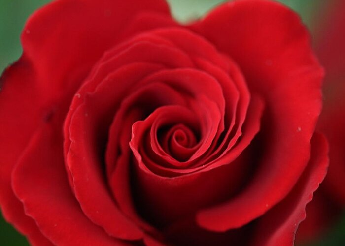Rose Greeting Card featuring the photograph Roses are red by Denise Cicchella