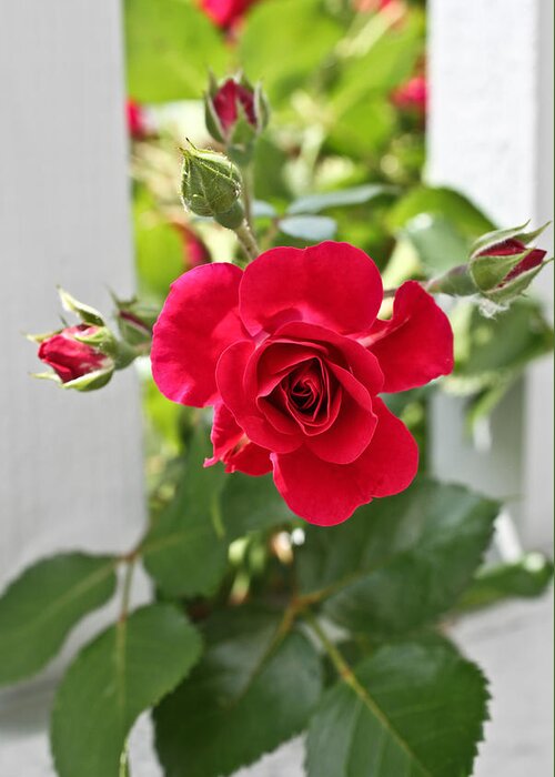 Red Rose Photographs Greeting Card featuring the photograph Roses Are Red by Joann Copeland-Paul