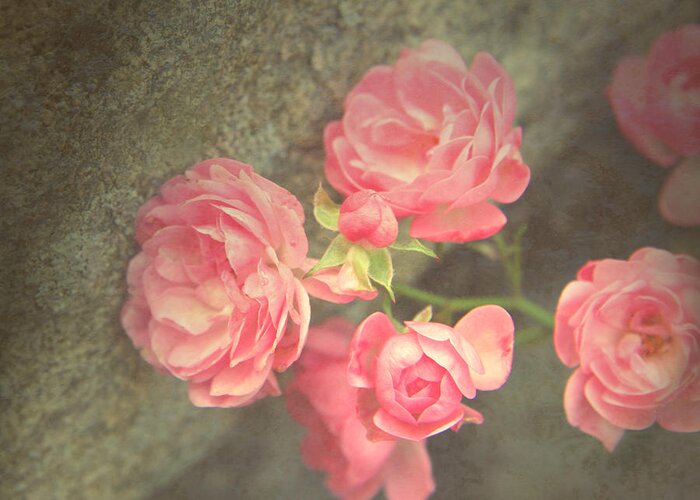 Roses Greeting Card featuring the photograph Roses on Granite by Brooke T Ryan