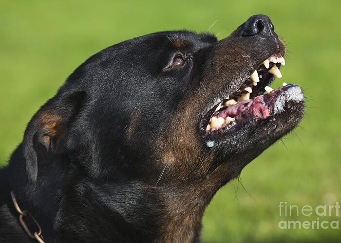 Dog Greeting Card featuring the photograph Rottweiler Snarling by Johan De Meester