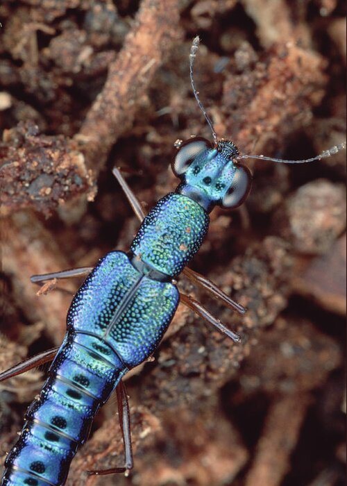 Feb0514 Greeting Card featuring the photograph Rove Beetle Papua New Guinea by Mark Moffett