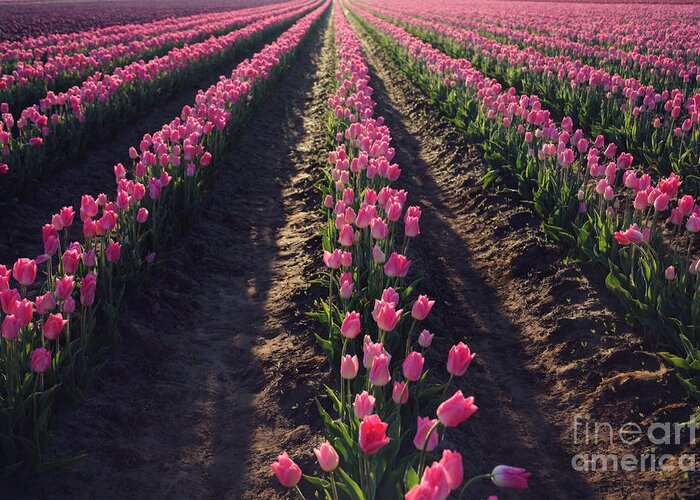 Tulips Greeting Card featuring the photograph Rows Of Pink by Sylvia Cook