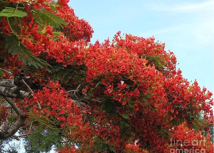 Trees Greeting Card featuring the photograph Royal Poinciana Branch by Mary Deal