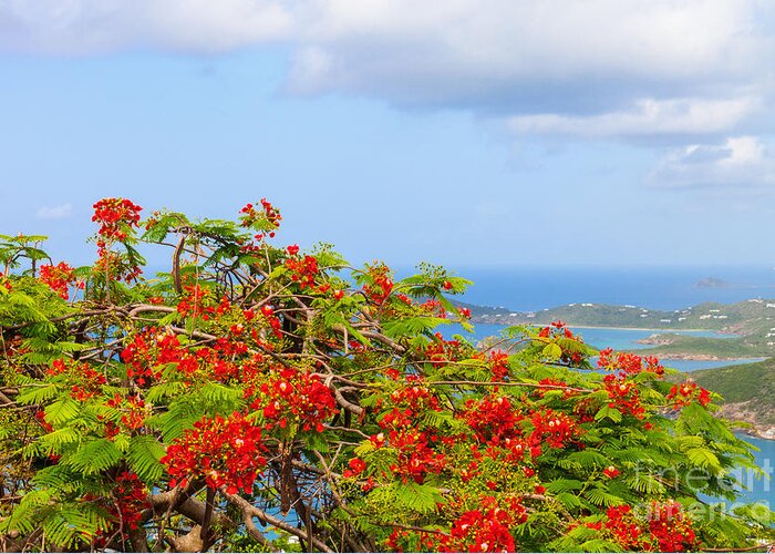 Turquoise Greeting Card featuring the photograph Royal Poinciana View by Diane Macdonald