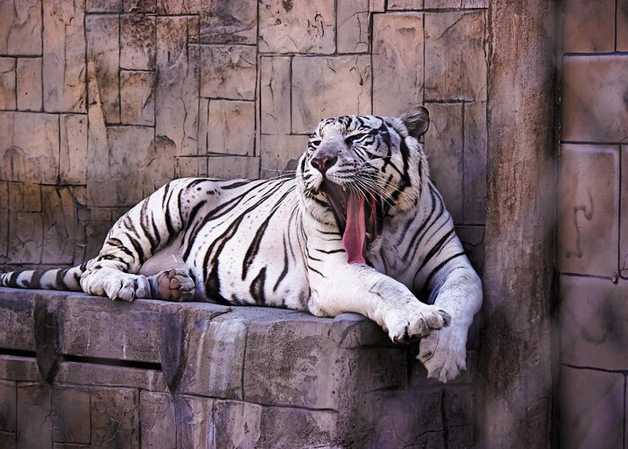 White Tiger Greeting Card featuring the photograph Royal White Bengal Tiger by Rusty Jeffries