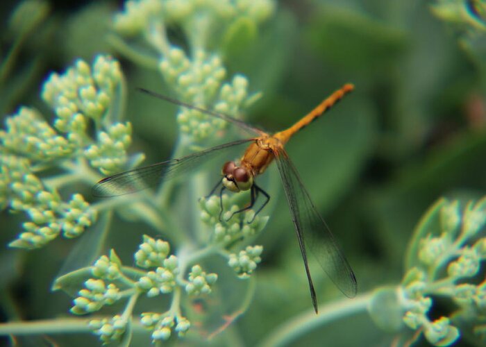 Ruby Meadowhawk Greeting Card featuring the photograph Ruby Meadowhawk - Sympetrum rubicundulum female by Adam Kimpton