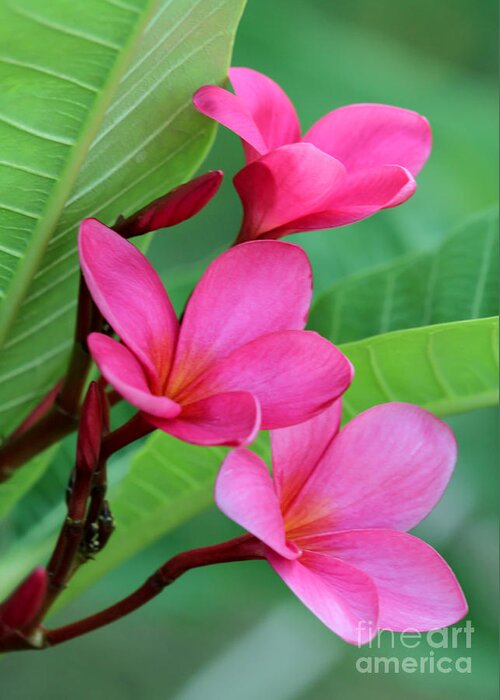 Amazing Greeting Card featuring the photograph Ruby Red Frangipani by Sabrina L Ryan