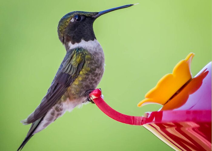  Greeting Card featuring the photograph Ruby-throated Hummingbird by Brian Stevens