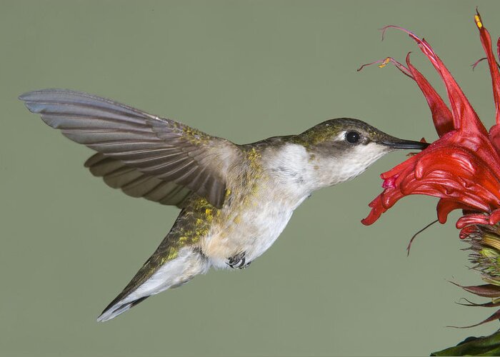535750 Greeting Card featuring the photograph Ruby-throated Hummingbird Feeding by Steve Gettle