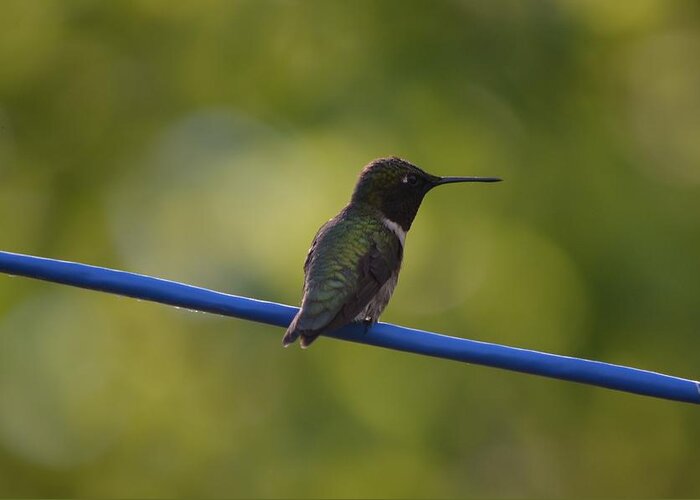 Nature Greeting Card featuring the photograph Ruby-throated Hummingbird by James Petersen