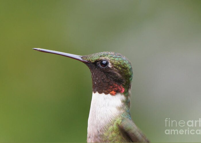 Hummingbird Greeting Card featuring the photograph Ruby-throated Hummingbird Male 11704-1 by Robert E Alter Reflections of Infinity