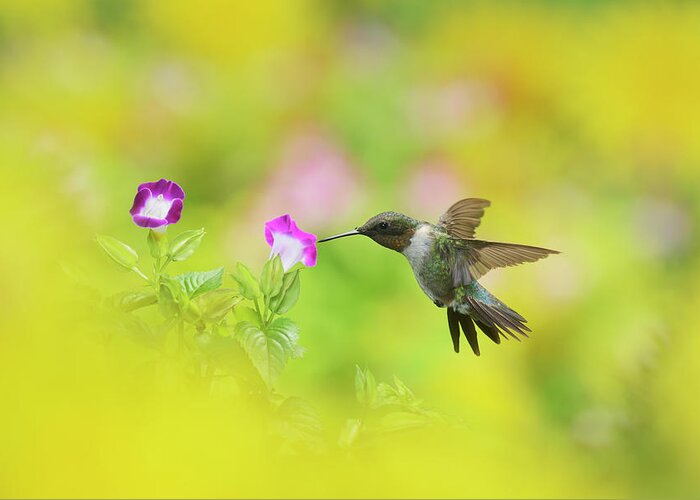 Adult Greeting Card featuring the photograph Ruby-throated Hummingbird Male by Rolf Nussbaumer