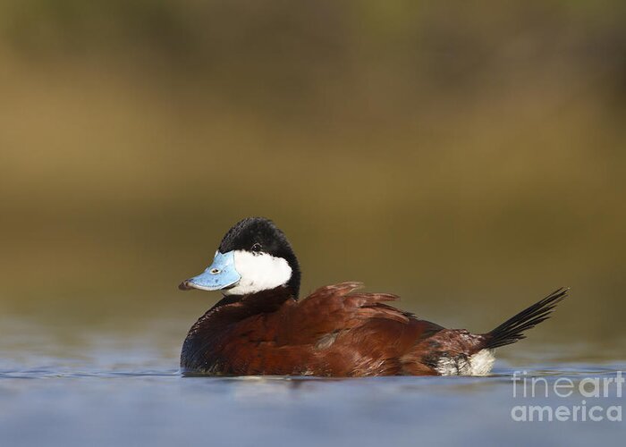 Duck Greeting Card featuring the photograph Ruddy Duck by Bryan Keil