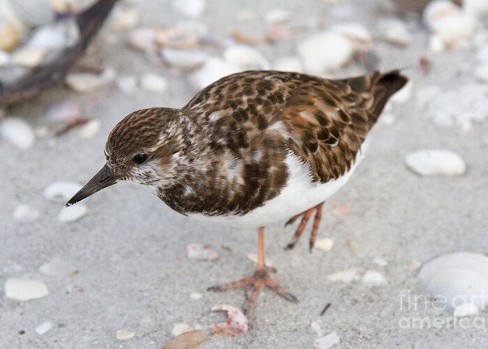 Birds Greeting Card featuring the photograph Ruddy Turnstone by Chris Scroggins