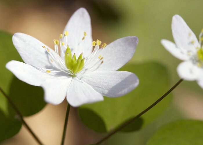 Rue Anemone Greeting Card featuring the photograph Rue Anemone by Melinda Fawver