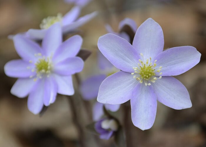 Rue Anemone Greeting Card featuring the photograph Rue Anemone Shades of Purple by Forest Floor Photography
