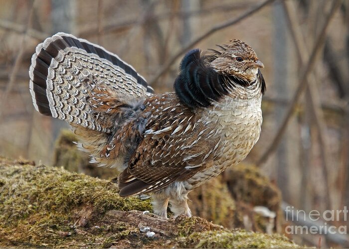 Ruff Grouse Greeting Card featuring the photograph Ruffed Grouse Courtship Display by Linda Freshwaters Arndt