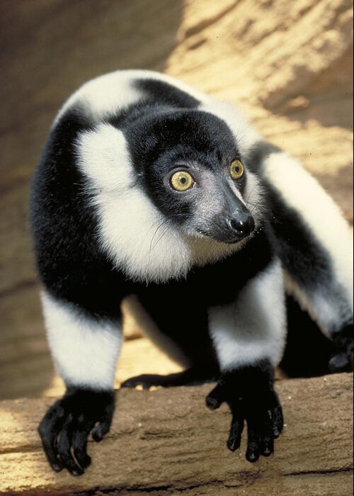 Vertical Greeting Card featuring the photograph Ruffed Lemur by Larry Cameron