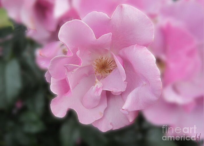 Ruffled Rose Greeting Card featuring the photograph Ruffled Rose by Victoria Harrington