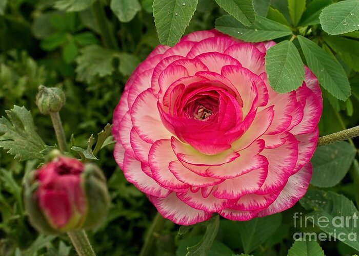 Pink Greeting Card featuring the photograph Ruffles by Peggy Hughes