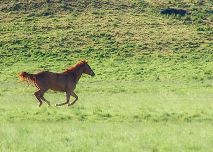 Alkali Creek Greeting Card featuring the photograph Runaway Colt Panorama by Mary Lee Dereske