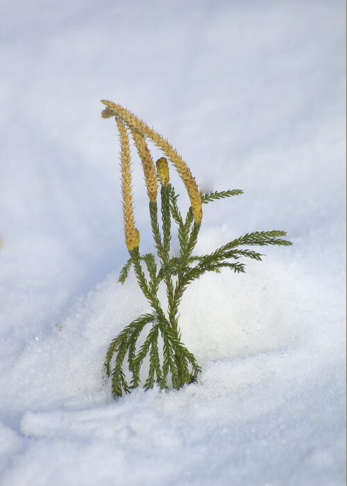 Adaptation Greeting Card featuring the photograph Running Pine In Snow by John W. Bova