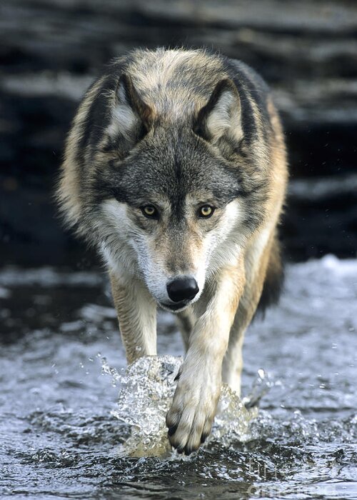 Wolf Greeting Card featuring the photograph Running Wolf by Chris Scroggins