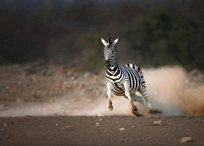 Zebra Greeting Card featuring the photograph Running Zebra by Johan Swanepoel