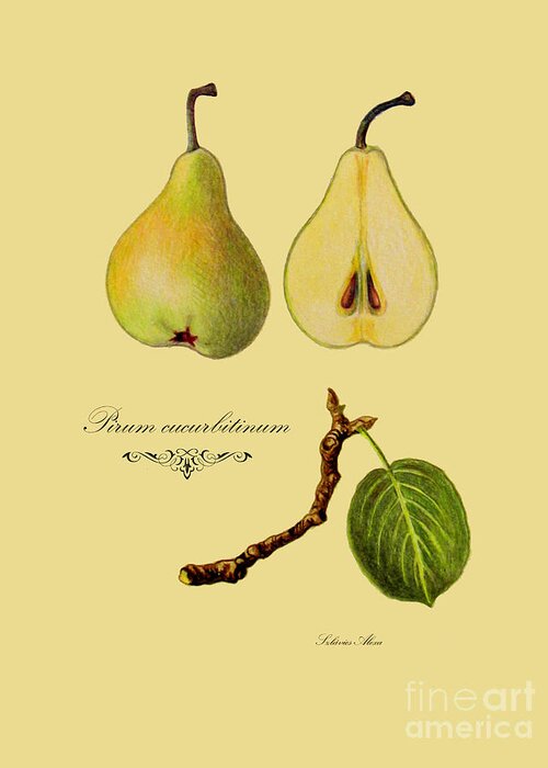 Plants Greeting Card featuring the drawing Russet pear by Alexa Szlavics