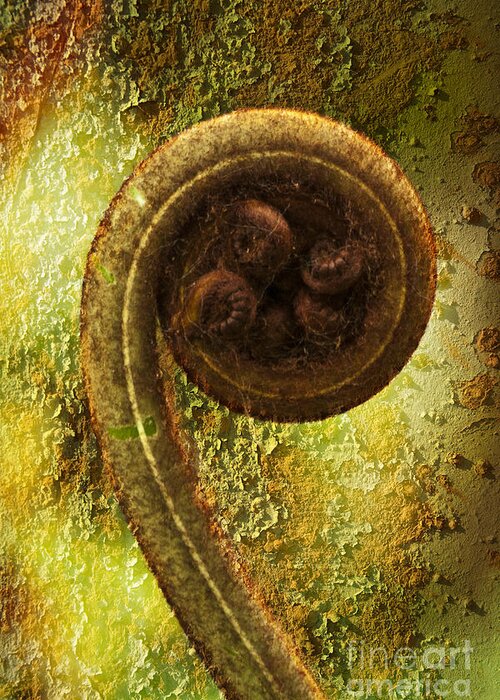 Plant Greeting Card featuring the photograph Rust and Fern by Heiko Koehrer-Wagner