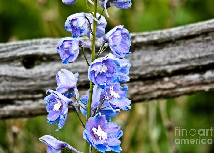  Greeting Card featuring the photograph Rustic Delphinium by Cheryl Baxter