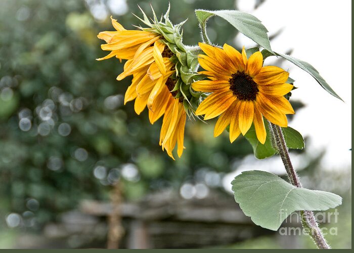  Greeting Card featuring the photograph Rustic Sunflowers by Cheryl Baxter