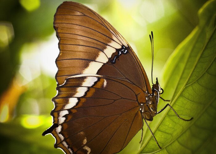 Florida Greeting Card featuring the photograph Rusty Tip Butterfly by Bradley R Youngberg