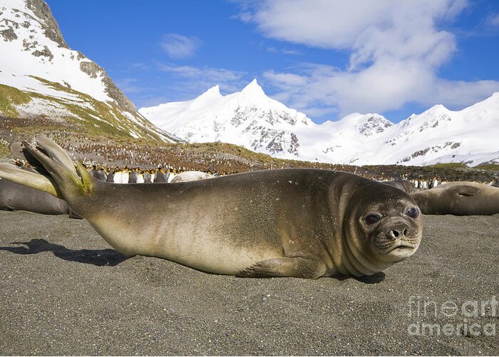 00346000 Greeting Card featuring the photograph Southern Elephant Seal Pup by Yva Momatiuk John Eastcott
